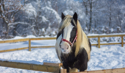Preparing Your Horse For Winter